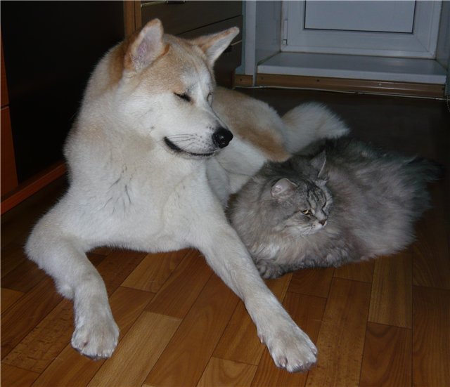 Akita Inu lying down on the floor with a cat