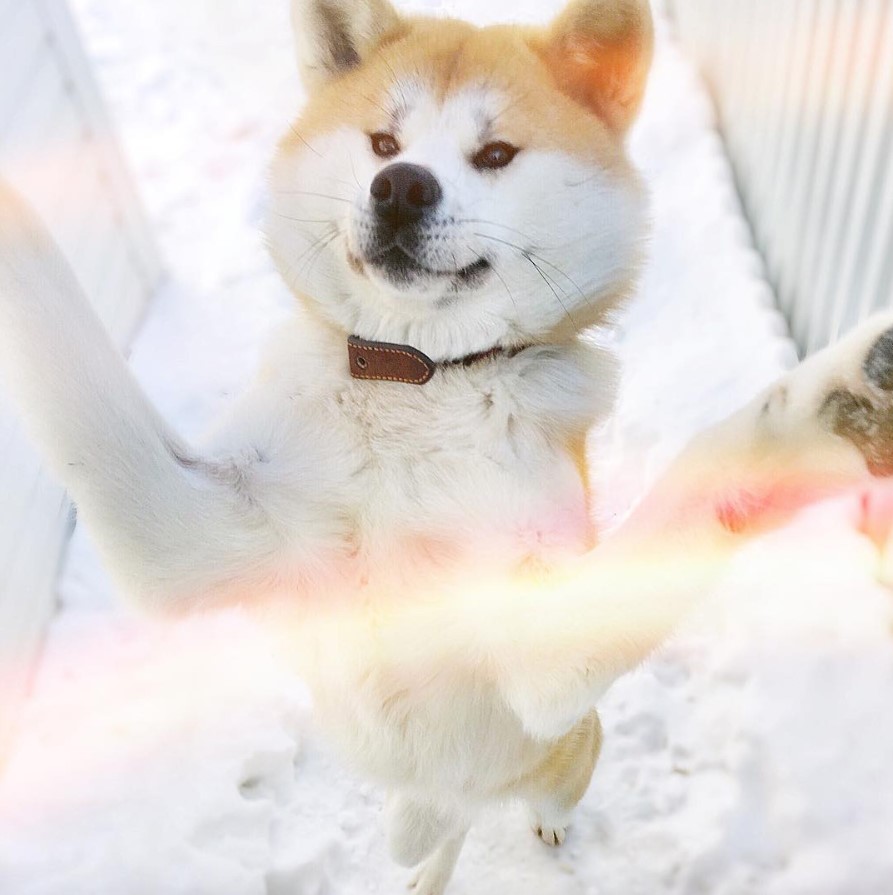 An Akita Inu standing up with its front legs spread out