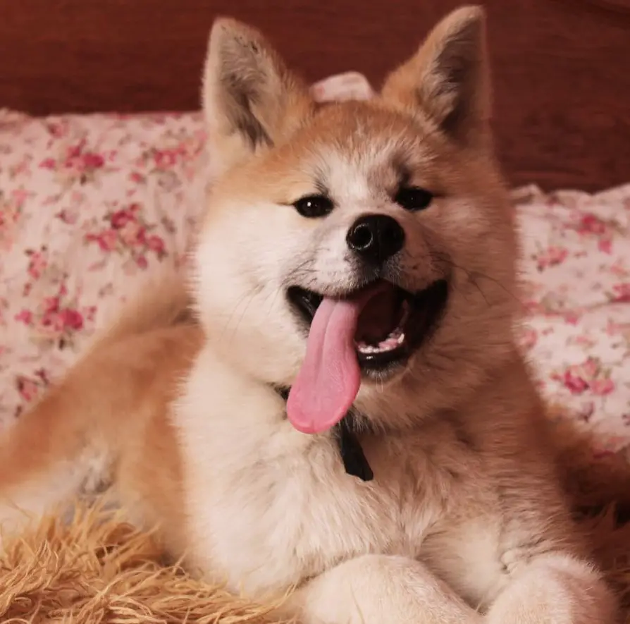 An Akita Inu lying on top of the bed with its tongue sticking out on the side of its mouth