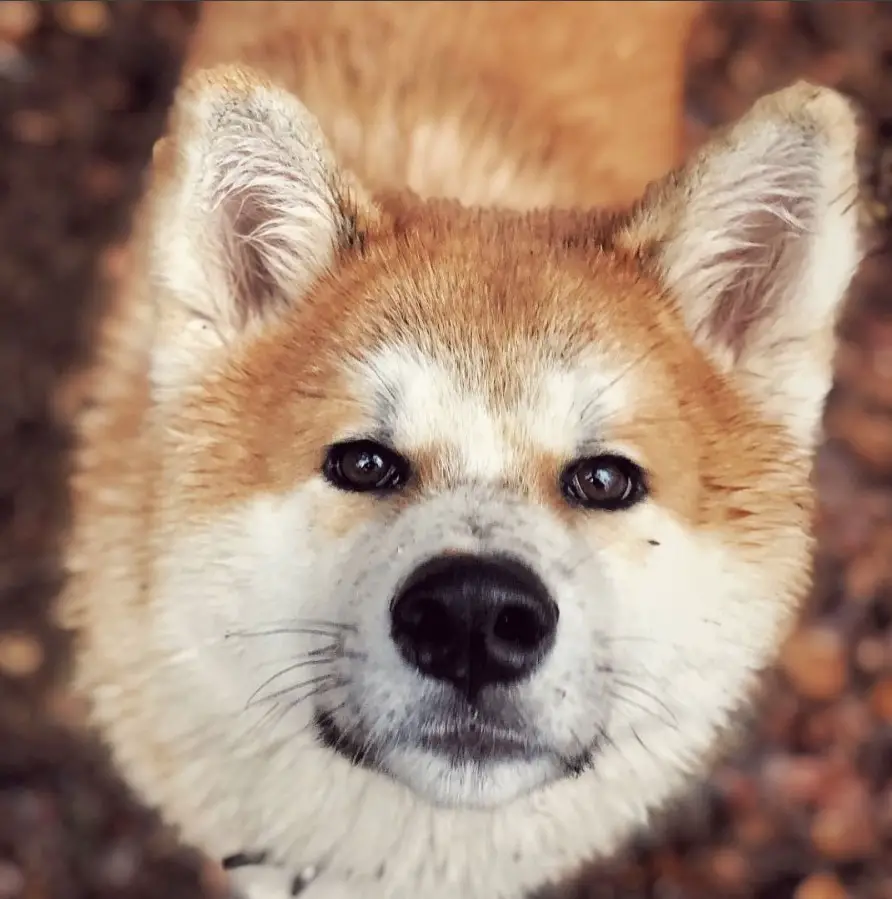 An Akita Inu standing while looking up with its begging face