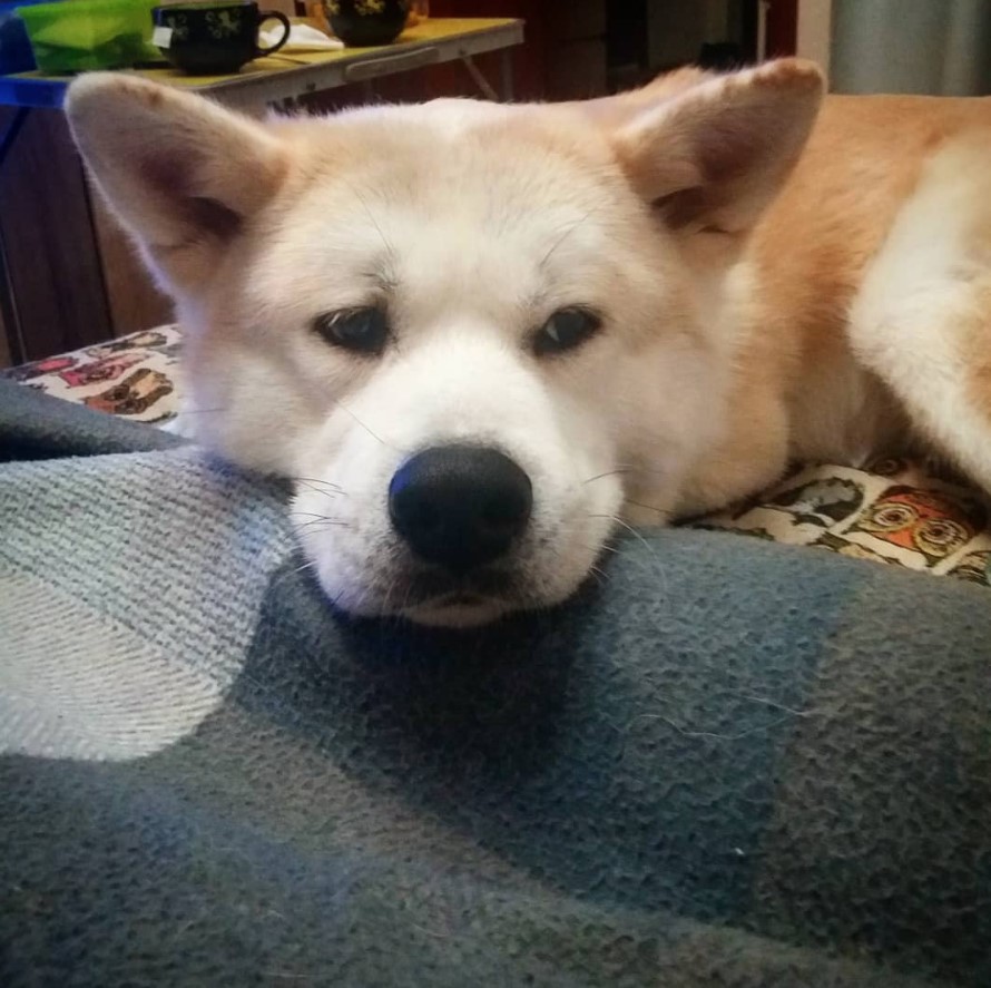 An Akita Inu lying on the bed with its sad face