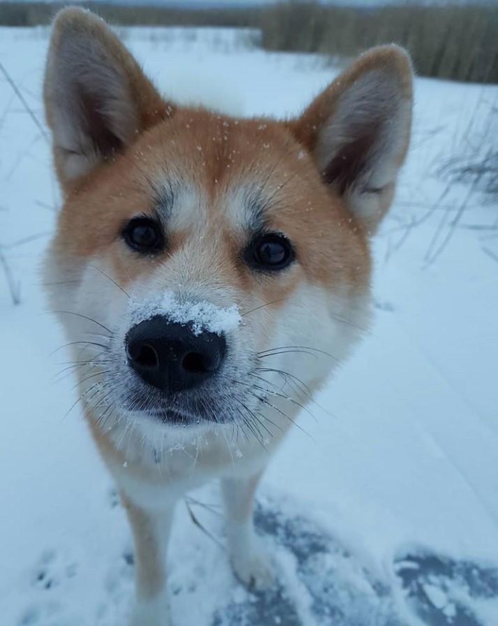 An Akita Inu with snow on top of its nose while outdoors during winter