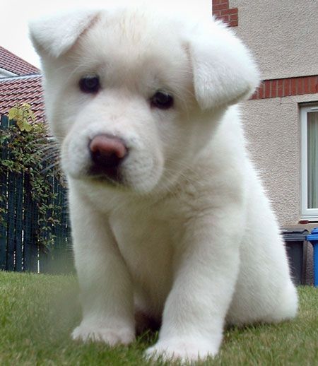 A white Akita Inu puppy sitting in the yard