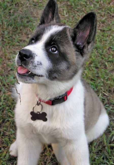 Akita Inu puppy sitting on the green grass while looking up with its begging eyes