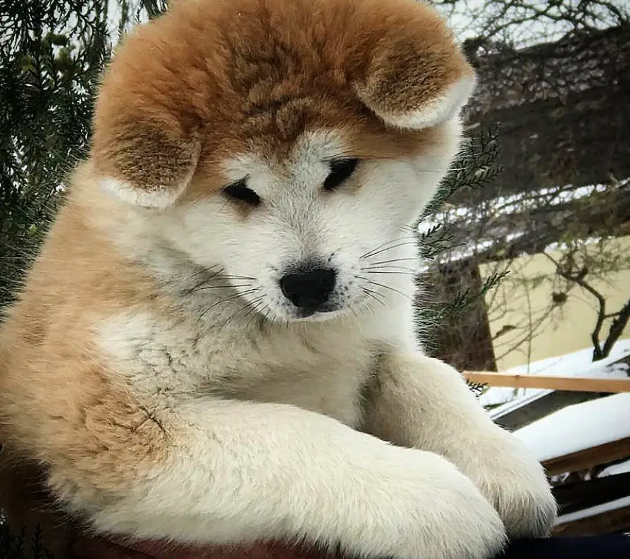 An Akita Inu puppy lying on top of the bench outdoors