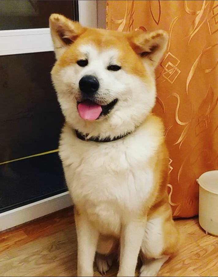 An Akita Inu sitting on the floor with its tongue out