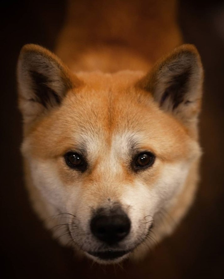 An Akita Inu standing on the floor with its begging face