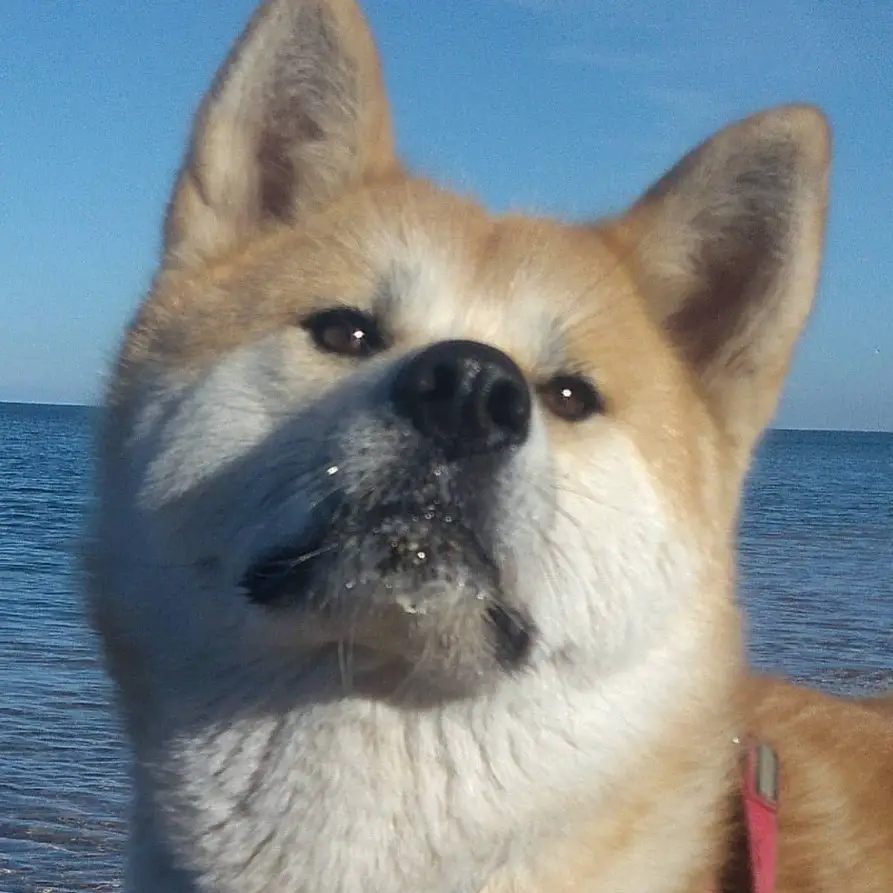 An Akita Inu at the beach while looking up