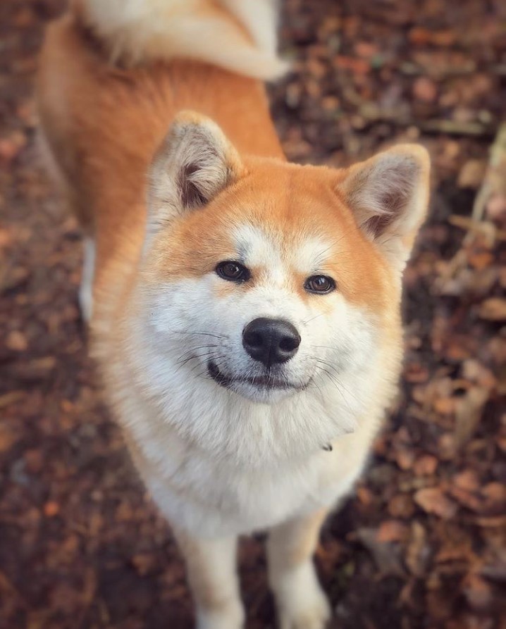 An Akita Inu standing on the dried leaves while looking up