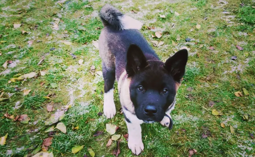 An Akita Inu puppy standing in the yard while looking up with its curious face