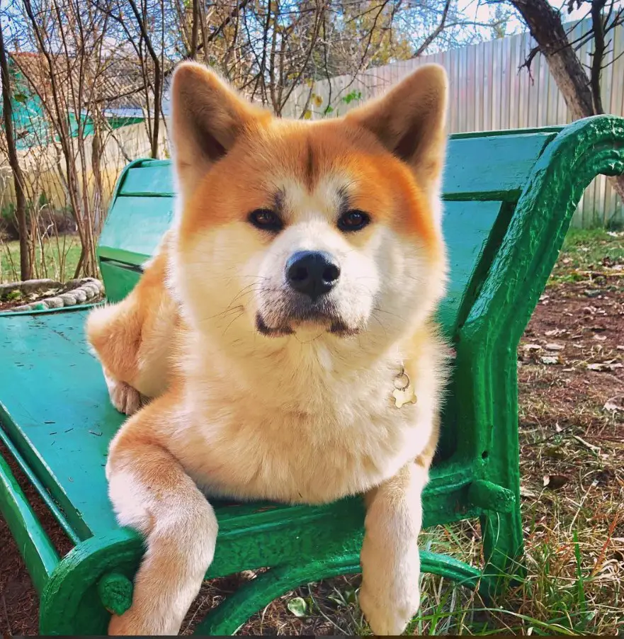 Akita Inu lying on top of the bench at the park