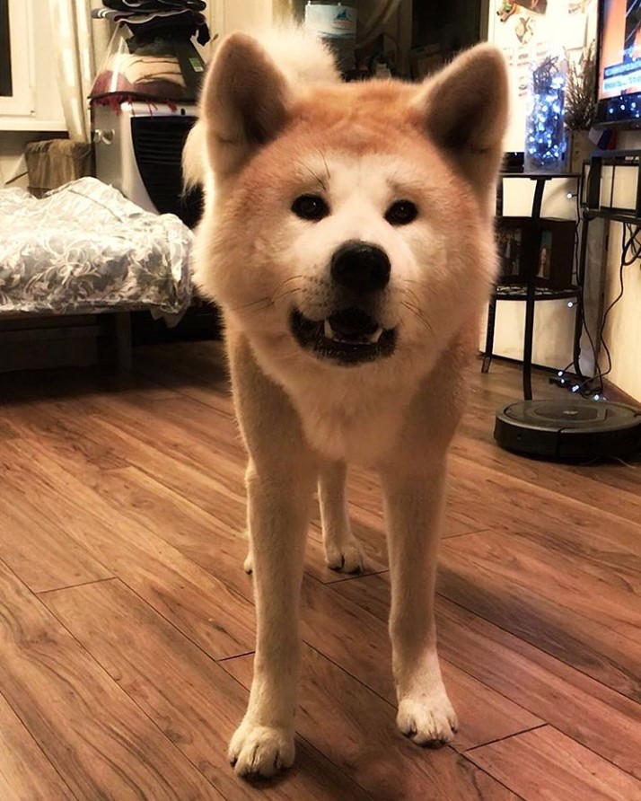 Akita Inu standing on the floor with mouth open