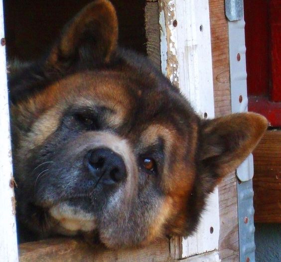 Akita Inu dog looking outside from the window