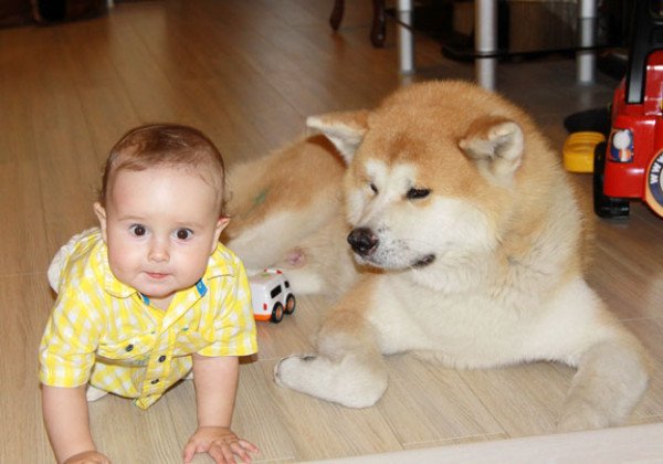 Akita Inu lying down on the floor beside a baby