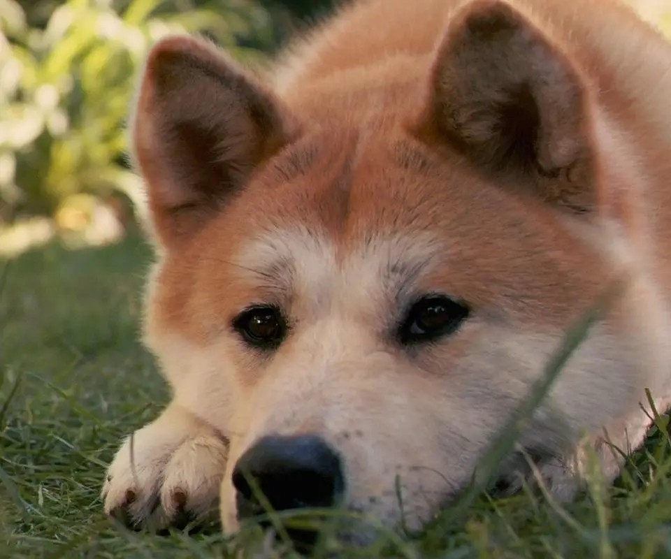 Akita Inu lying down on the grass in the garden