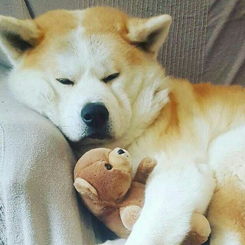 sleepy Akita Inu lying on the bed while hugging its teddy bear stuffed toy