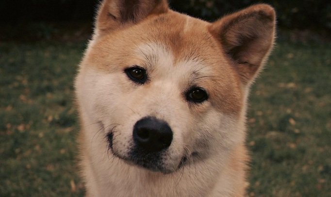 sweet smiling face of a Akita Inu