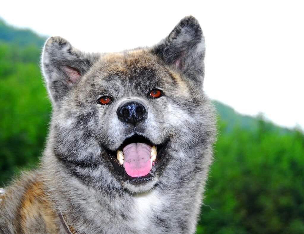 happy Akita Inu face