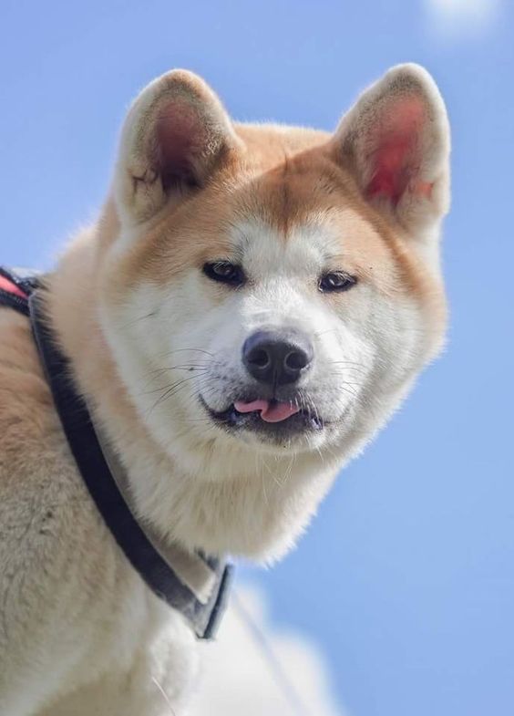 Akita Inu against the sky with its curled tongue out