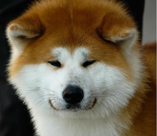 adorable face Akita Inu with its ears facing down