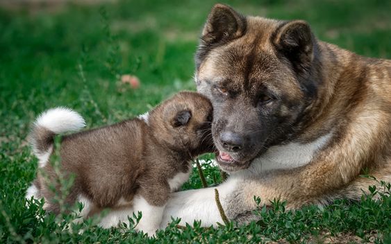 Akita Inu puppy and adult in the green grass