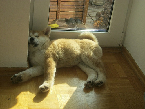 Akita Inu sleepign on the floor beside the door