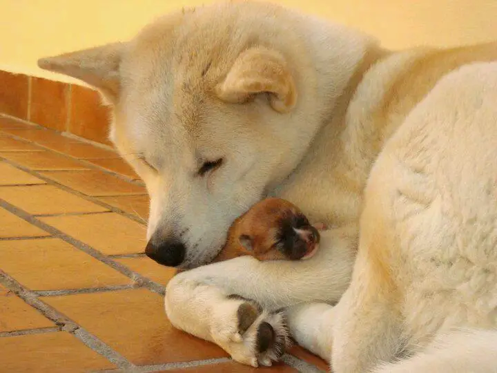 Akita Inu sleeping on the floor while hugging a puppy