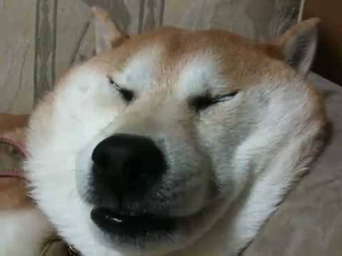 Akita Inu fluffy face sleeping