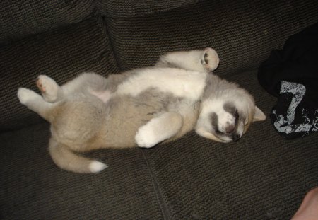 Akita Inu lying on its back sleeping on the couch