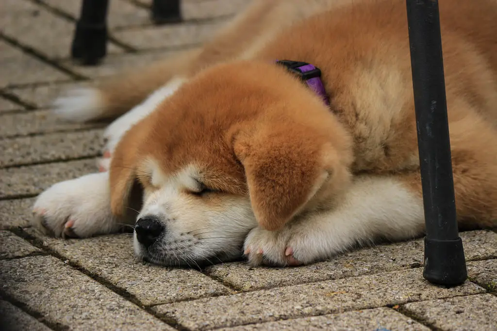 Akita Inu puppy sleeping on the pavement