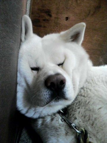 Akita Inu sleeping on the floor with its face squished against the wall