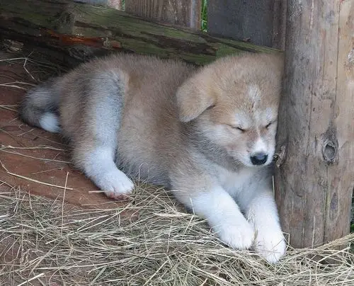 Akita Inu puppy sleeping on the ground with hey mulch while leaning its head against the wood