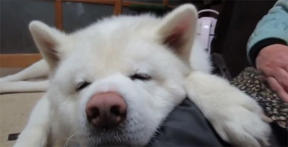 white Akita Inu sleeping on the floor on its owner's lap
