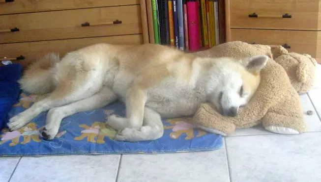 Akita Inu sleeping on a towel on the floor with its head resting on the teddy bear