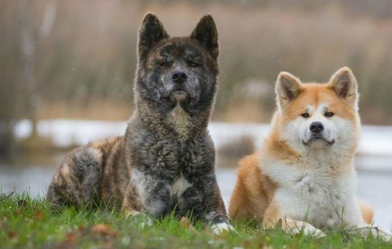 two Akita Inus lying on the green grass