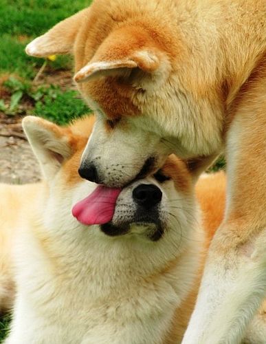 Akita Inu licking the face of another Akita Inu in the garden