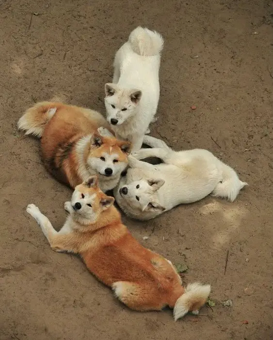four Akita Inu dogs lying on the ground
