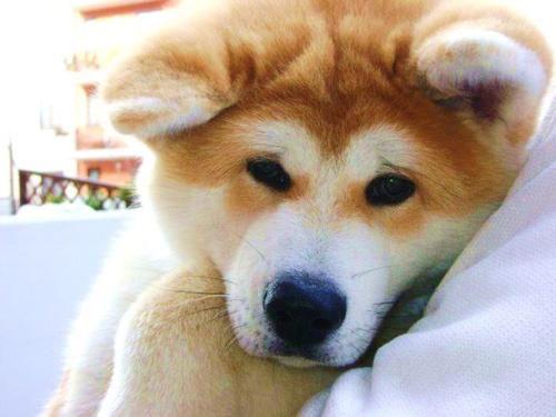 sweet faced Akita Inu