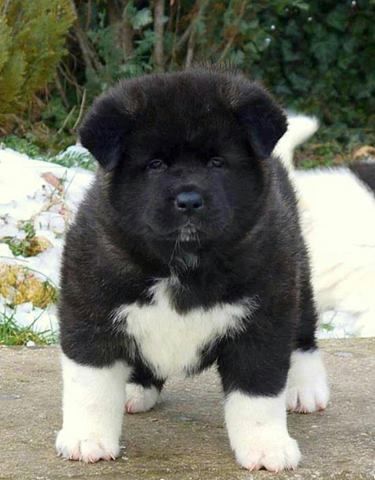 black and white Akita Inu