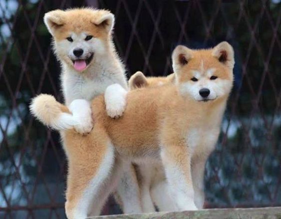 three Akita Inu puppies playing outdoors