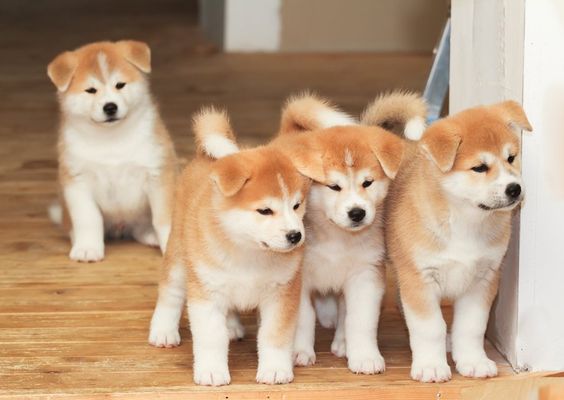 adorable Akita Inu puppies on the floor