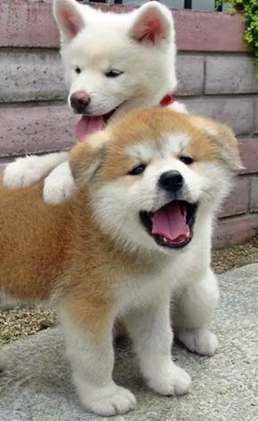 Akita Inu and samoyed puppy playing together in the garden