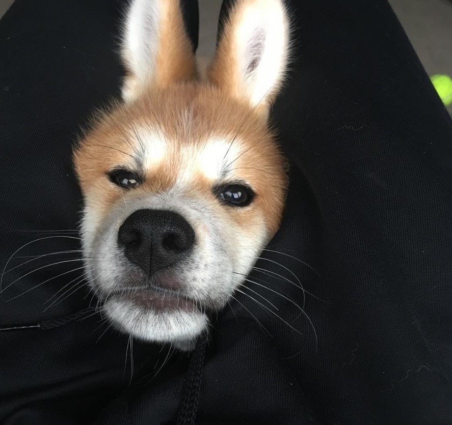 Akita Inu in between the woman's legs