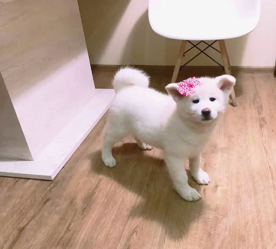 white Akita Inu puppy with a pink ribbon on its ears