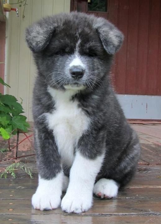 Akita Inu puppy sitting on the wet wooden floor