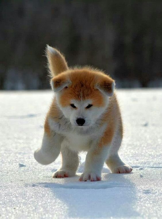 Akita Inu puppy walking in snow outdoors