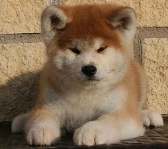 Akita Inu puppy lying on the floor outdoors