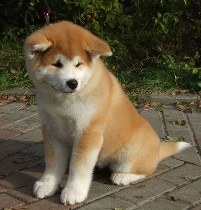 Akita Inu puppy sitting on the pavement