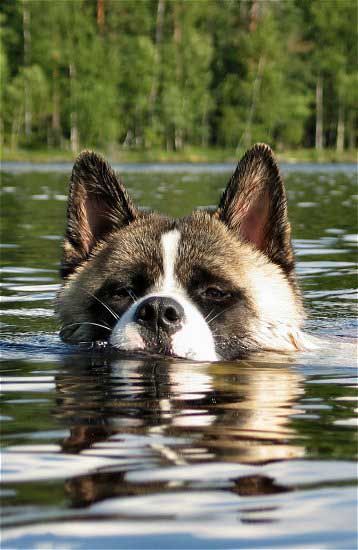 Akita Inu swimming in the lake
