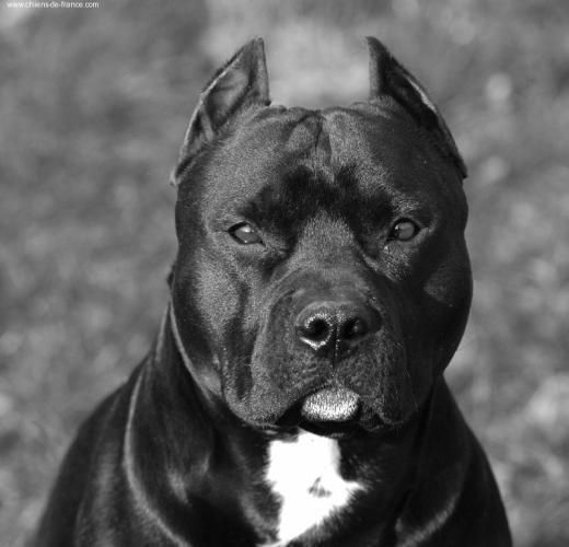 American Staffordshire Terrier's serious face